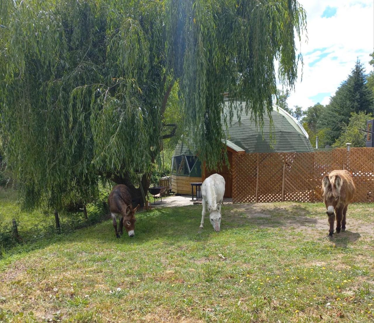 Domo Geodesico Las Burritas Estadia no rancho Osorno